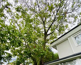 Sapanca Kırkpınar'da Geniş Bahçeli, Doğa İçerisinde, Konforlu Villa - 3