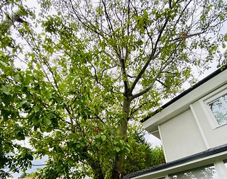 Sapanca Kırkpınar'da Geniş Bahçeli, Doğa İçerisinde, Konforlu Villa - 3