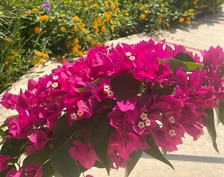 Marmaris Turgut'ta Denize 150 Metre Mesafede, Konforlu Ev - 2