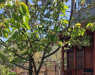 Sapanca Memnuniye'de Müstakil Bahçeli, 2 Kişilik, Kiralık Tiny House - 1