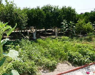 Bodrum Mazıköy'de Aileler İçin Uygun, Özel Plajlı, Müstakil Villa - 4