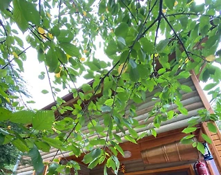 Bolu Abant'ta Tesis İçerisinde, Kahvaltı Dahil, Dubleks Bungalov - 2