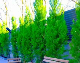 İstanbul Şile'de Merkezi Konumda, Isıtmalı Havuzlu, İkiz Villa - 4