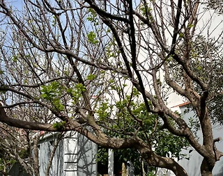 İzmir Urla'da Denize Yakın, Bahçeli, 8 Kişilik Villa - 5