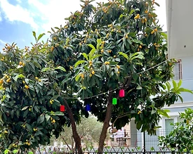 Kemer Merkez'de Muhteşem Doğa İçerisinde, 5 Kişilik, Tatil Evi - 2