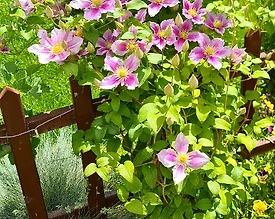 Nevşehir Merkez'de Yemyeşil Bahçeli, Modern Tasarımlı, Kır Evi - 3