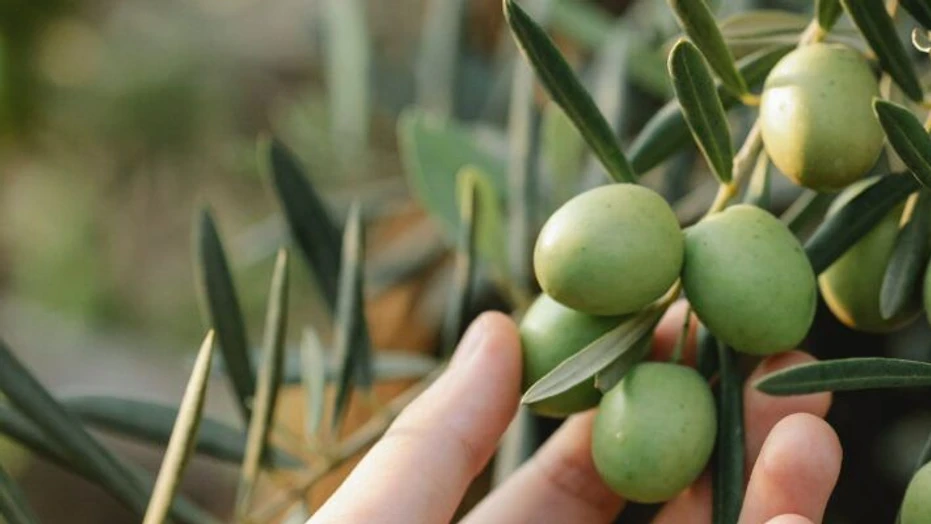 pexels-gary-barnes-6231906-1-960x400 (1).jpg