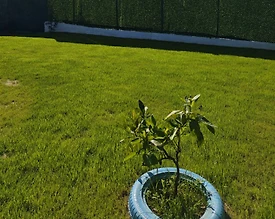 Sapanca Kırkpınar'da Doğa İçerisinde, Bahçeli, 2 Kişilik Bungalov - 3