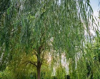 Sapanca Rüstempaşa'da Doğa İçerisinde, Özel Havuzlu, Ferah Bungalov - 5