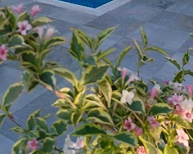 Sapanca'da Geniş Bahçeli, Isıtmalı Havuzlu, Kiralık Müstakil Villa - 2