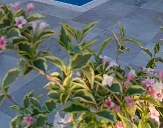Sapanca'da Geniş Bahçeli, Isıtmalı Havuzlu, Kiralık Müstakil Villa - 2
